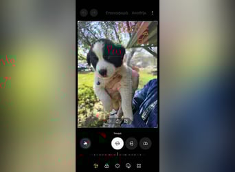 Panta sucht sein Forever Home