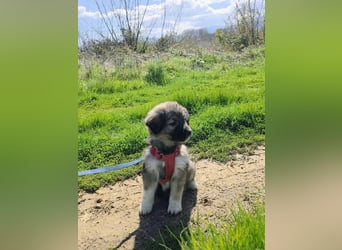 Ayla sucht ihr Für-immer-Zuhause