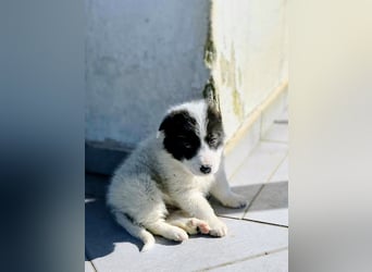 Kiran wünscht sich ein liebevolles Zuhause