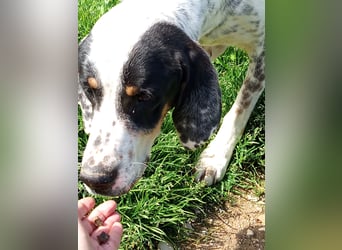 Herbie, Traumhund sucht Seelen-Menschen