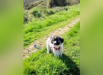 Arlo wünscht sich ein großes Körbchen