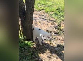 Dami wünscht sich ein liebevolles Zuhause