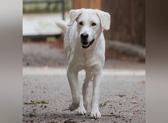 BALU