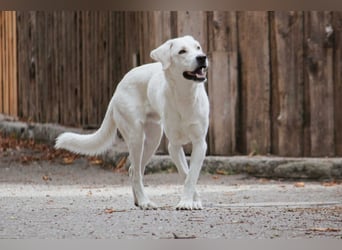 BALU