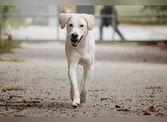 BALU