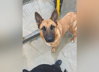 Willow - freundliche Hündin, die klare Führung braucht