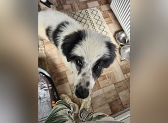 Schnuffel - Dreibein sucht liebevolles Zuhause (D/LUX/CH)