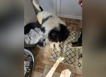 Schnuffel - Dreibein sucht liebevolles Zuhause (D/LUX/CH)