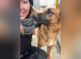 Willow - freundliche Hündin, die klare Führung braucht