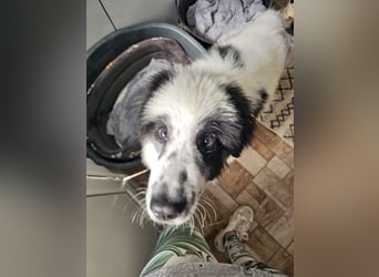 Schnuffel - Dreibein sucht liebevolles Zuhause (D/LUX/CH)