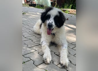 Schnuffel - Dreibein sucht liebevolles Zuhause (D/LUX/CH)