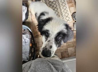 Schnuffel - Dreibein sucht liebevolles Zuhause (D/LUX/CH)