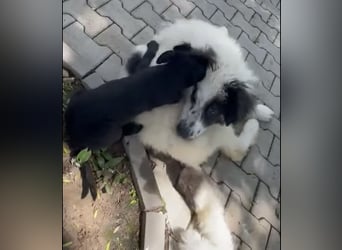 Schnuffel - Dreibein sucht liebevolles Zuhause (D/LUX/CH)