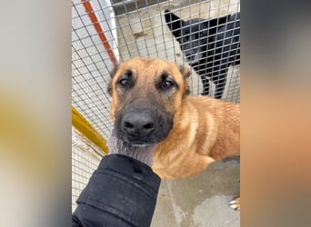 Willow - freundliche Hündin, die klare Führung braucht