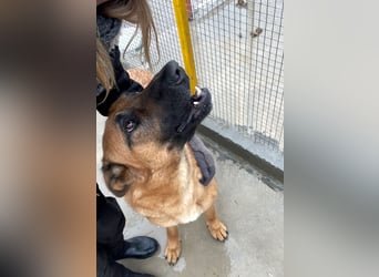 Willow - freundliche Hündin, die klare Führung braucht