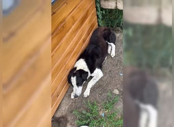 Aramis sucht seinen Platz zum Ankommen