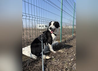 Aramis sucht seinen Platz zum Ankommen
