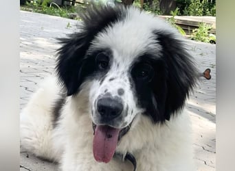 Schnuffel - Dreibein sucht liebevolles Zuhause (D/LUX/CH)
