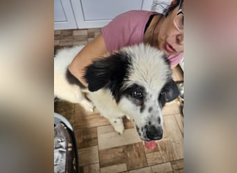 Schnuffel - Dreibein sucht liebevolles Zuhause (D/LUX/CH)