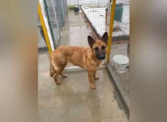 Willow - freundliche Hündin, die klare Führung braucht