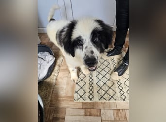 Schnuffel - Dreibein sucht liebevolles Zuhause (D/LUX/CH)
