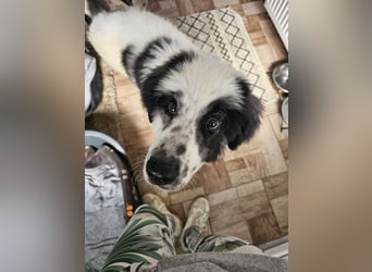 Schnuffel - Dreibein sucht liebevolles Zuhause (D/LUX/CH)