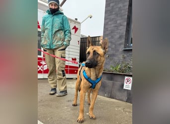 Willow - freundliche Hündin, die klare Führung braucht