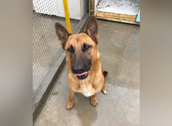 Willow - freundliche Hündin, die klare Führung braucht