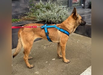 Willow - freundliche Hündin, die klare Führung braucht