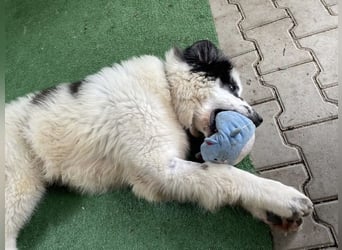 Schnuffel - Dreibein sucht liebevolles Zuhause (D/LUX/CH)