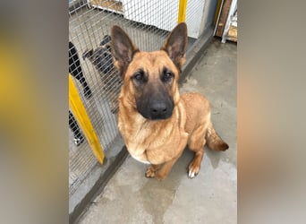 Willow - freundliche Hündin, die klare Führung braucht