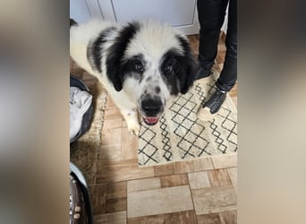 Schnuffel - Dreibein sucht liebevolles Zuhause (D/LUX/CH)
