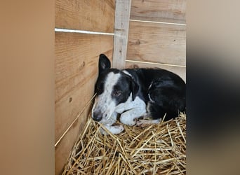 Aramis sucht seinen Platz zum Ankommen