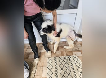 Schnuffel - Dreibein sucht liebevolles Zuhause (D/LUX/CH)