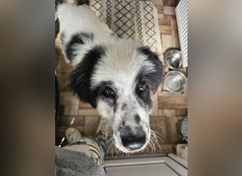Schnuffel - Dreibein sucht liebevolles Zuhause (D/LUX/CH)