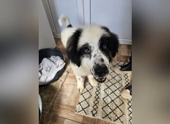 Schnuffel - Dreibein sucht liebevolles Zuhause (D/LUX/CH)