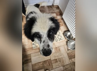 Schnuffel - Dreibein sucht liebevolles Zuhause (D/LUX/CH)