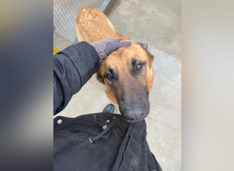 Willow - freundliche Hündin, die klare Führung braucht