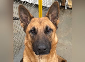 Willow - freundliche Hündin, die klare Führung braucht