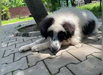 Schnuffel - Dreibein sucht liebevolles Zuhause (D/LUX/CH)