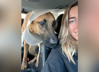 Willow - freundliche Hündin, die klare Führung braucht