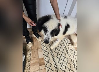 Schnuffel - Dreibein sucht liebevolles Zuhause (D/LUX/CH)