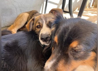 VALENTIN - Sonnenschein mit Handicap sucht seine Familie