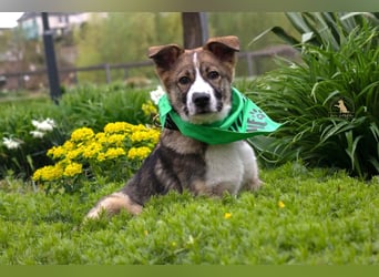 Valentin - Sonnenschein auf 3 Beinen