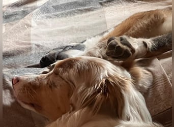 VALENTIN - Sonnenschein mit Handicap sucht seine Familie