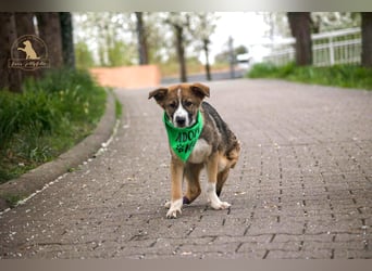 Valentin - Sonnenschein auf 3 Beinen