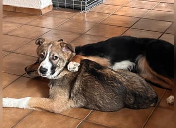 VALENTIN - Sonnenschein mit Handicap sucht seine Familie