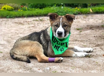 Valentin - Sonnenschein auf 3 Beinen