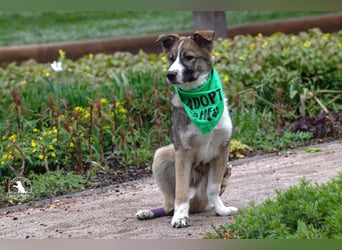 Valentin - Sonnenschein auf 3 Beinen
