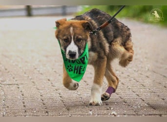 Valentin - Sonnenschein auf 3 Beinen